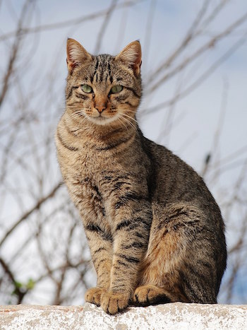 Photo by Alvesgaspar - Own work, CC BY-SA 3.0, https://commons.wikimedia.org/w/index.php?curid=12127693