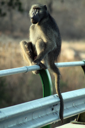 Baboon