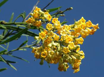 Freylinia lanceolata